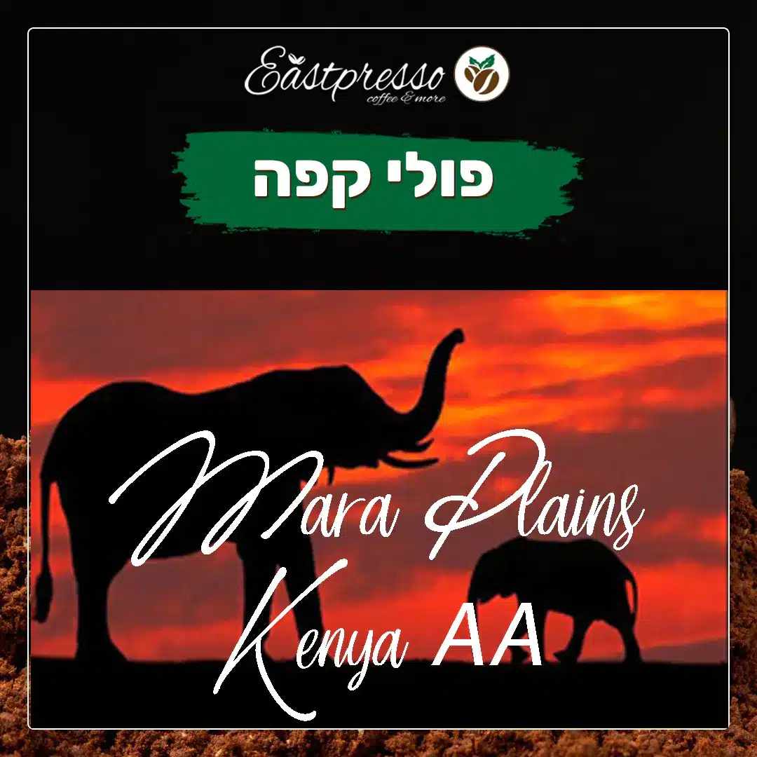 Mara Plains - Kenya AA